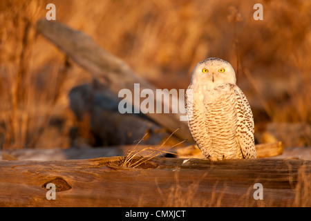 Alert Schneeeule thront auf Baumstämmen im Sumpf-Boundary Bay, British Columbia, Kanada. Stockfoto