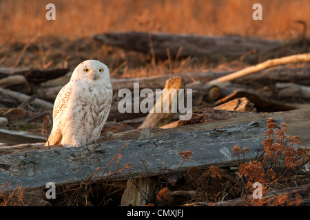 Schneeeule thront auf Baumstämmen im Sumpf-Boundary Bay, British Columbia, Kanada. Stockfoto