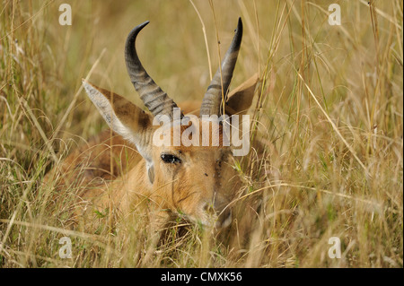 Bohor andere (Redunca Redunca) männlich Verlegung in trockenen Gräsern in Masai Mara NP Kenia - Ostafrika Stockfoto