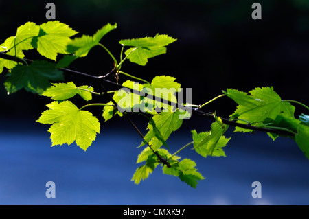 Ahorn-Ast hängen über dem Wallowa-Fluss im nordöstlichen Oregon. Stockfoto