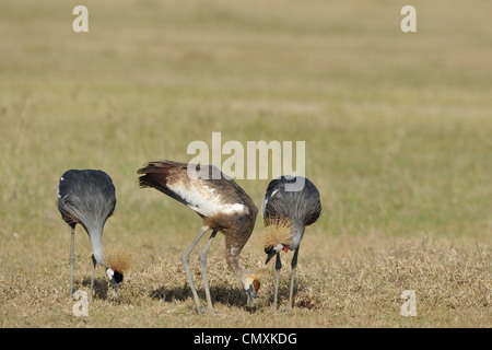 Grau-gekrönter Kran (Balearica Regulorum Gibbericeps) paar & eine juvenile Fütterung am Nakuru in Kenia NP - Ostafrika Stockfoto