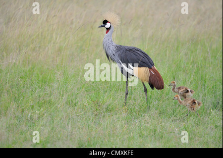 Grau-gekrönter Kran (Balearica Regulorum Gibbericeps) Küken gehen mit Erwachsenen im Masai Mara NP Kenia - Ostafrika Stockfoto