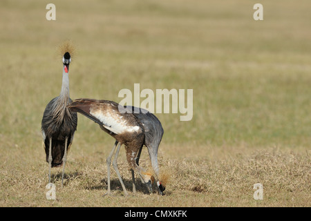 Grau-gekrönter Kran (Balearica Regulorum Gibbericeps) paar & eine juvenile Fütterung am Nakuru in Kenia NP - Ostafrika Stockfoto