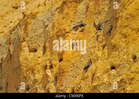 Uferschwalbe (Riparia Riparia) Kolonie gegründet Sand Klippe Stockfoto