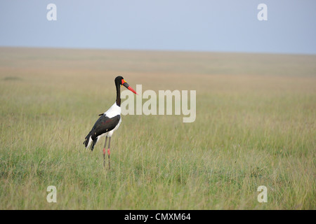 Sattel – abgerechnet Storch - afrikanischen Jabiru - Saddlebill (Ephippiorhynchus Senegalensis) männlich stehend in die Ebene der Maasai Mara NP Stockfoto