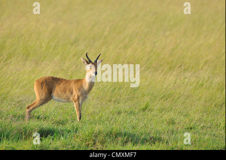 Bohor andere (Redunca Redunca) männlich stehend in einem Sumpfgebiet in Masai Mara NP Kenia - Ostafrika Stockfoto