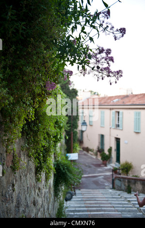 Lila Bäume in Cannes, Frankreich. Stockfoto