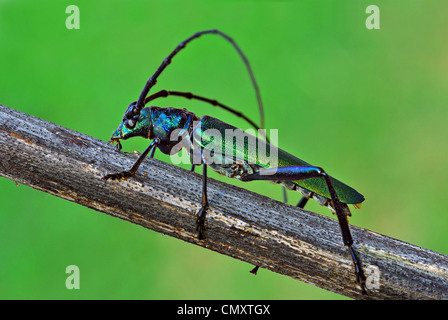 Aromia moschata Stockfoto