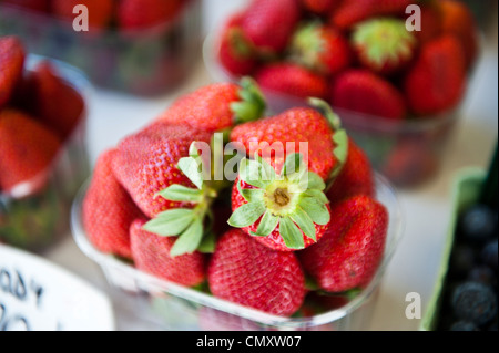 Erdbeeren bündeln gemeinsam in kleinen weißen Körben. Stockfoto