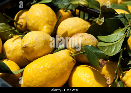 Große, klumpig Zitronen fährt links. Stockfoto
