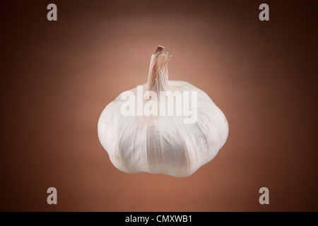 Knoblauchzwiebel hängen vor dem braunen Hintergrund fotografiert in einem Studio. Die Lampe besteht aus Nelken, die in Lebensmitteln verwendet. Stockfoto