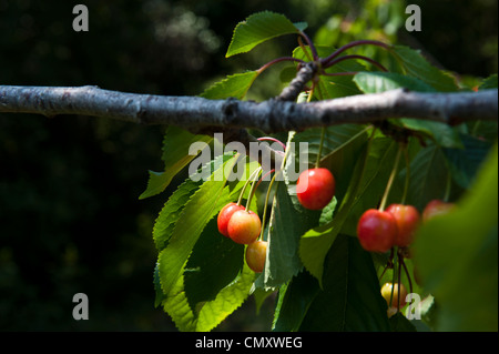 Willd Kirschen an einem Baum wachsen. Stockfoto