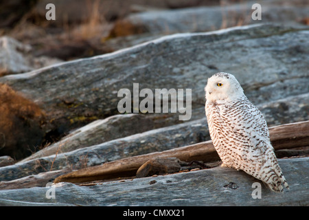 Unreife Schneeeule thront auf Log-in Marsh im Morgengrauen-Boundary Bay, British Columbia, Kanada. Stockfoto