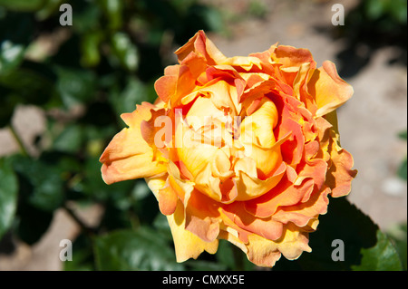 Makro-Bild von einer gelblichen orange Blume Blüte in einem Garten. Stockfoto