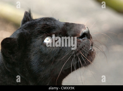 Männliche schwarze Leoparden nachschlagen Stockfoto