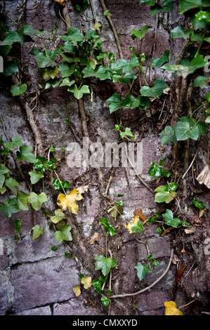 Floral Reben für ein outdoor-Wand. Stockfoto