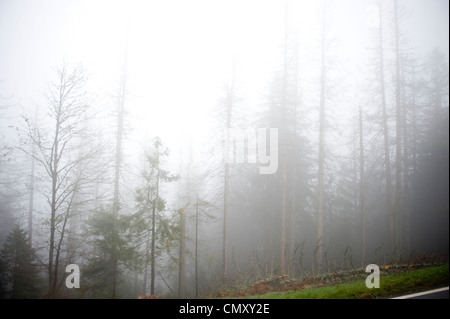 Waldbäume im Nebel versteckt. Stockfoto