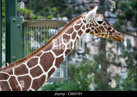 Ein Profil Schuss einer Giraffe. Stockfoto