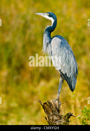 Schwarzer Heron auf Stumpf in der Serengeti thront. Stockfoto