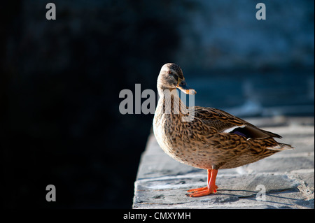 Wildente weiblich, Ossuccio See Como Lombardei Italien Stockfoto