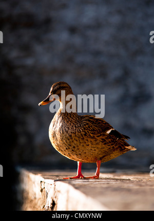 Wildente weiblich, Ossuccio See Como Lombardei Italien Stockfoto