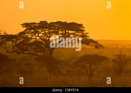 Szene im Serengeti-Nationalpark Tansania. Stockfoto