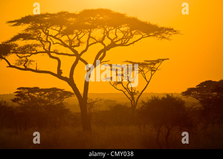 Szene im Serengeti-Nationalpark Tansania. Stockfoto