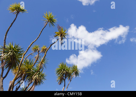 New Zealand Kohl Baum (Cordyline Australis) vor einem blauen Himmel. Stockfoto