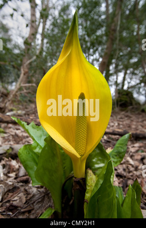 Lysichiton Americanus gelb Skunk Cabbage Blume Stockfoto