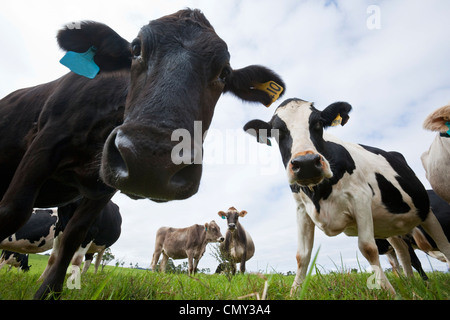 Neugierige Kühe.  Millaa Millaa, Atherton Tablelands, Queensland, Australien Stockfoto