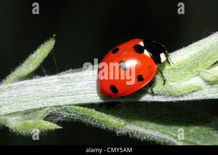 7-Punkt Marienkäfer oder Marienkäfer Coccinella Septempunctata Familie Coccinellidae Stockfoto