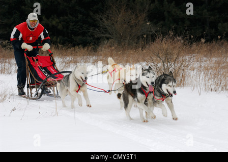 Mushing dogsleder auf dem Schnee Trail mit vier Husky Team in einem Rennen Ontario Stockfoto