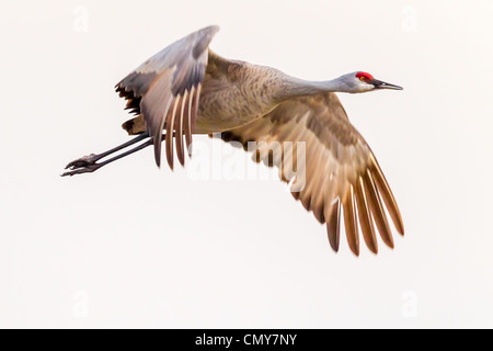 Sandhill Kran (Grus Canadensis) fliegen aus, um in die Kornfelder, die rund um die Platte River in der Nähe von Kearney, Nebraska zu ernähren. Stockfoto