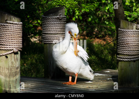 Ein weißer Pelikan stehend auf der Anklagebank. Stockfoto