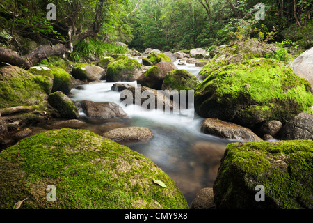 Regenwald-Stream in der Mossman Gorge im Daintree Nationalpark. Mossman, Queensland, Australien Stockfoto