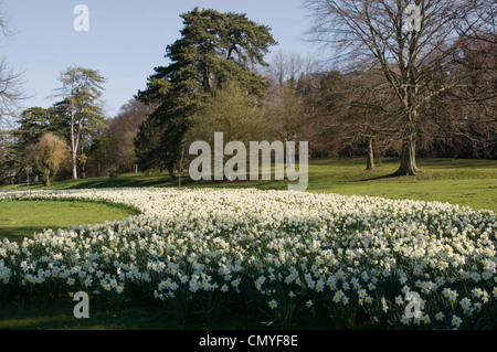 Teppich der massierten Narzissen - weiß mit gelben Zentren - in der Nähe von Infinity - Frühling Sonne - blauer Himmel - Kulisse der Bäume Stockfoto