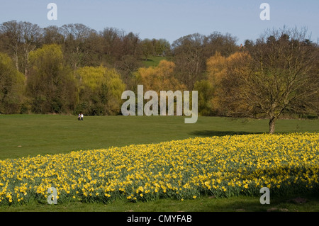 Gelbe Narzissen in voller Blüte - En Masse für Effekt - Frühling Sonne - blauer Himmel - Hintergrund der Bäume - fernen Wanderer angebaut Stockfoto