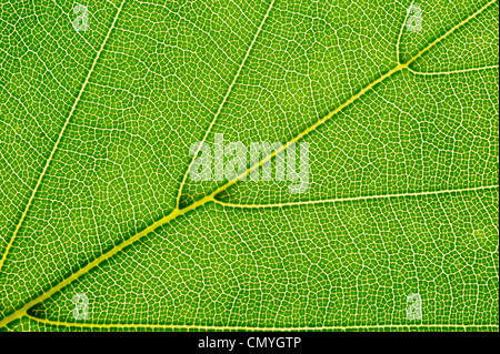 Detail der Buche Blatt Stockfoto