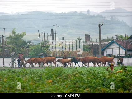 Alltag in Hamhung, Nordkorea Stockfoto