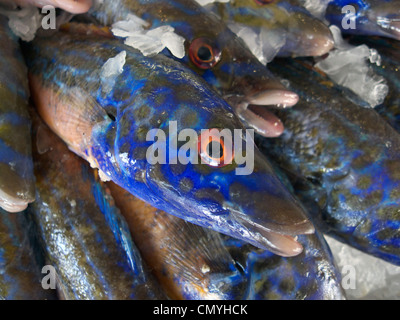 Vereinigtes Königreich Littlehampton einem nassen Fisch auf einem Fischhändler Stall anzeigen Stockfoto