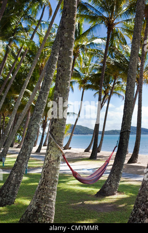Hängematten inmitten von Kokospalmen direkt am Strand. Palm Cove, Cairns, Queensland, Australien Stockfoto