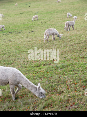 Ein Alpaka-Herde weiden auf einer englischen farm Stockfoto