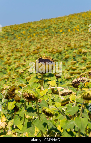 Sonnenblumenfeld in Herbst, Toskana, Italien Stockfoto