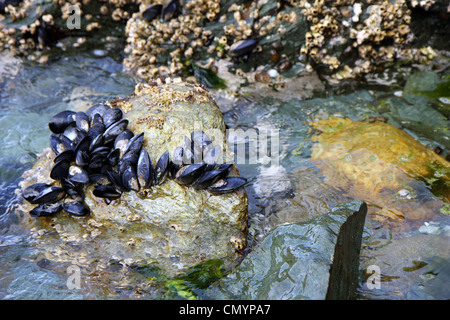 Muscheln und Austern in den Nationalpark von Ushuaia in Argentinien zu leben Stockfoto