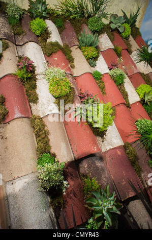 Eine Simulation eines Daches in Rio De Janeiro in Brasilien, gefüllt mit Bromelien, in der jährlichen Macys Flower Show in New York Stockfoto