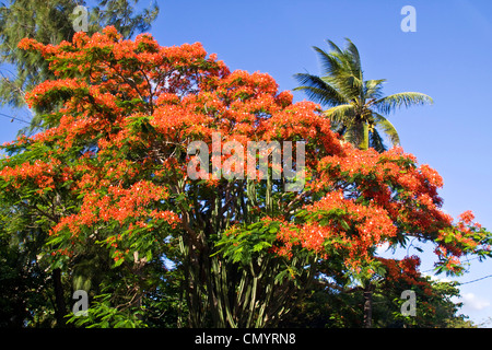 Flame Tree, Flamboyant, Royal Poinciana, niemand, Mauritius, Afrika Stockfoto
