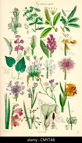 Seite von farbigen Abbildungen aus britischen wilde Blumen, nach einer Arbeit von J.E. Sowerby und C.P. Johnson. Stockfoto