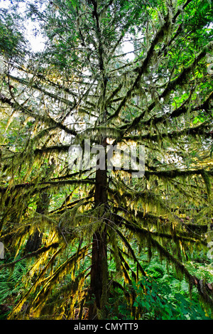 Bäume mit Moos in alten Groth Wald im Cathedral Grove McMillan Provincial Park auf Vancouver Island, Kanada, Nordamerika Stockfoto