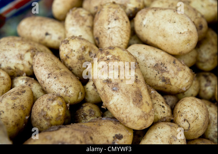 Nahaufnahme von frisch, ungewaschen, Bio-Kartoffeln mit ein wenig Schmutz auf sie. Stockfoto