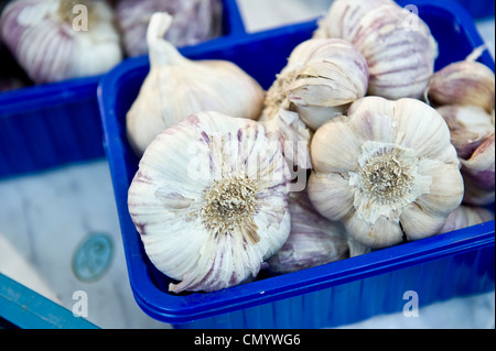 Knoblauchzehen in einem blauen Container. Stockfoto